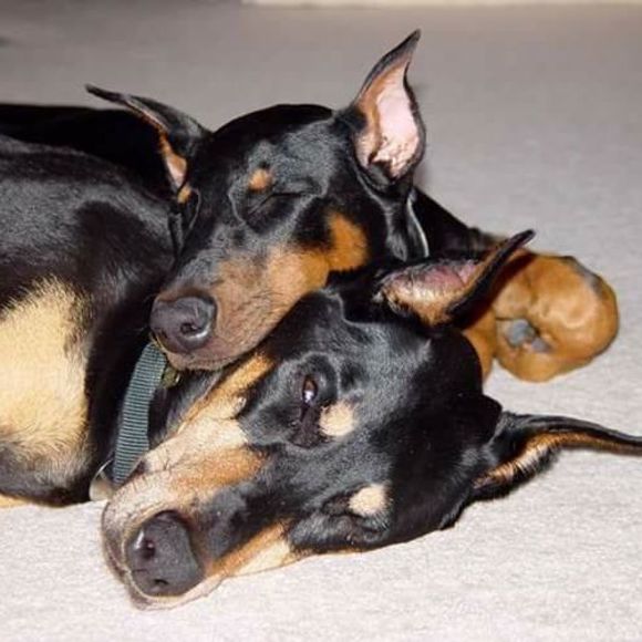 Meet your Posher, Victoria - Picture 1 of 1